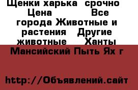 Щенки харька! срочно. › Цена ­ 5 000 - Все города Животные и растения » Другие животные   . Ханты-Мансийский,Пыть-Ях г.